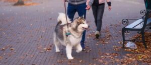 Breaking the Leash