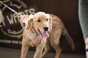 Leash of Lies