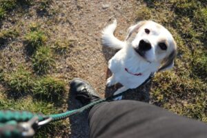 Life on a Leash