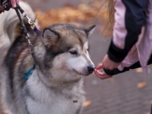 No Leash, No Limits