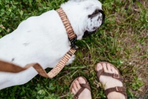 On a Short Leash