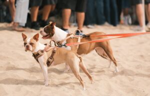 Power and the Leash