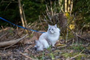 Running with the Leash