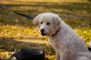 Steel Leash