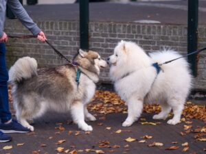 The Crimson Leash