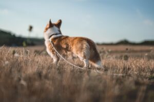 The End of the Leash