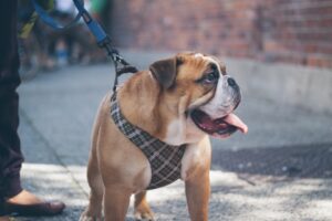 The Leash That Binds