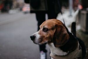 Through the Leash’s Eyes